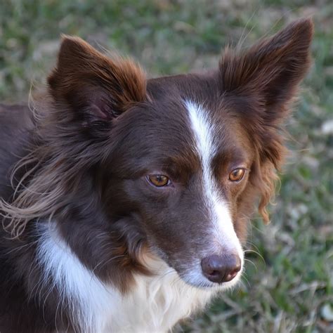 do border collies need haircuts.